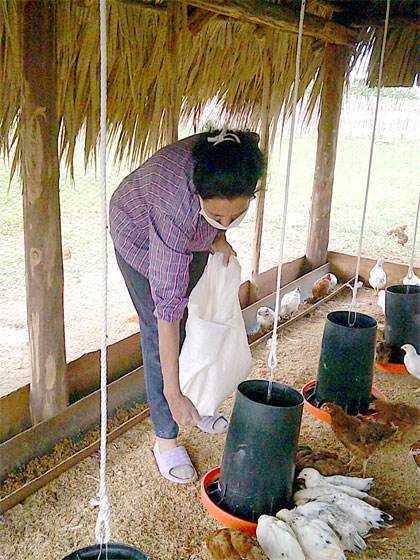 Cría de aves rústicas en la UBPC Bermejal. Cría de aves rústicas en la UBPC Bermejal.