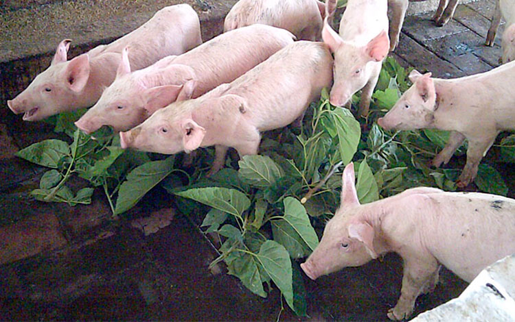 Cría de cerdos en la UBPC Bermejal. Cría de cerdos en la UBPC Bermejal.