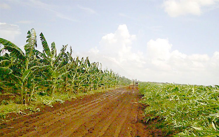 Cultivos en terrenos de bancos de semillas de caña. Cultivos en terrenos de bancos de semillas de caña.