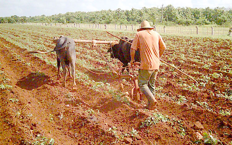 Empleo de la tracción animal en la UBPC Bermejal. Empleo de la tracción animal en la UBPC Bermejal.