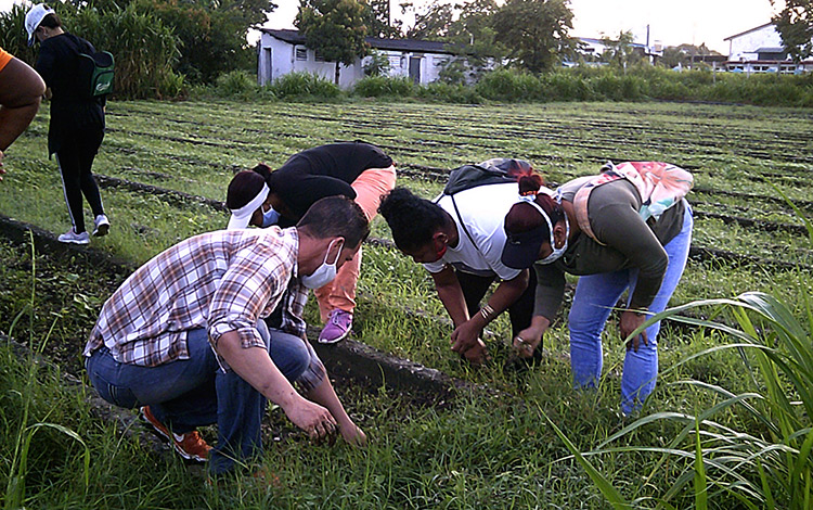 Movilizaciones en organopónico de Santa Clara. Movilizaciones en organopónico de Santa Clara.
