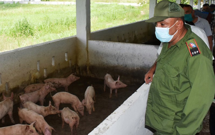 Gobernador de Villa Clara visita el complejo porcino de Charco Hondo, en Caibarién.