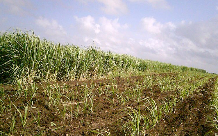 La inadecuada atención a las cepas y la baja calidad en las atenciones culturales de las plantaciones repercuten en los rendimientos agrícolas. Aspecto muy diferente a lo que se aprecia aquí. (Foto: Luis Machado Ordetx). La inadecuada atención a las cepas y la baja calidad en las atenciones culturales de las plantaciones repercuten en los rendimientos agrícolas. Aspecto muy diferente a lo que se aprecia aquí. (Foto: Luis Machado Ordetx).