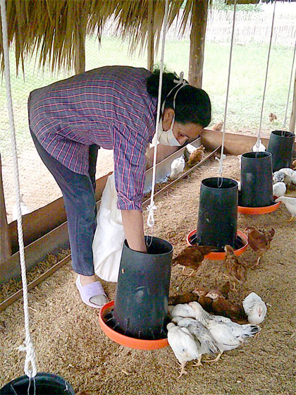 Cría de aves en módulo agropecuario de unidad azucarera. Cría de aves en módulo agropecuario de unidad azucarera.