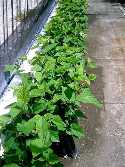 Cultivo de plantas proteicas. Cultivo de plantas proteicas.