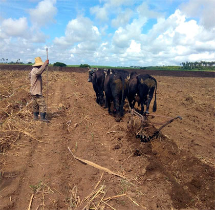 Empleo de la tracción animal en la agricultura. Empleo de la tracción animal en la agricultura.