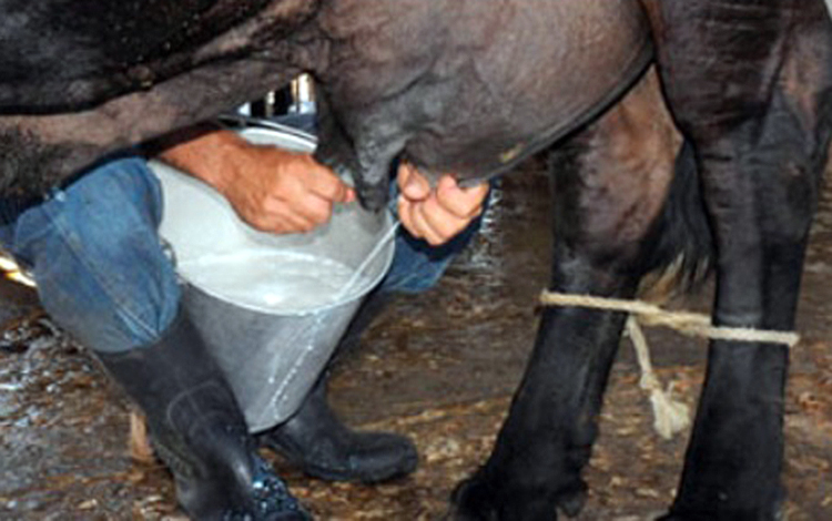 Ordeño de vaca en Villa Clara.