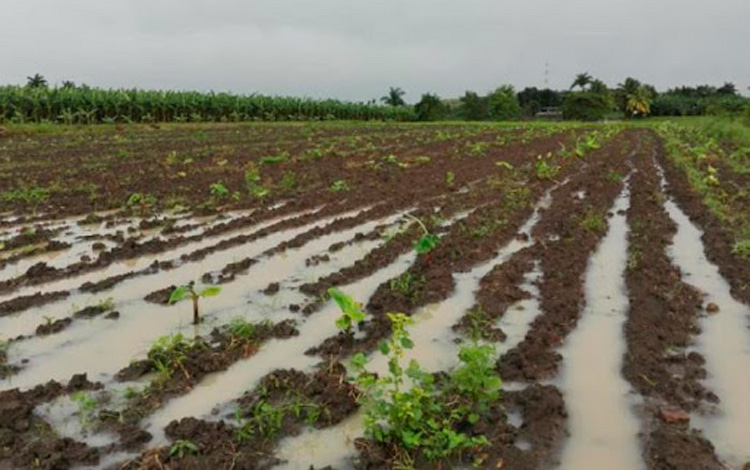 Cultivos perdidos por inundaciones Cultivos perdidos por inundaciones