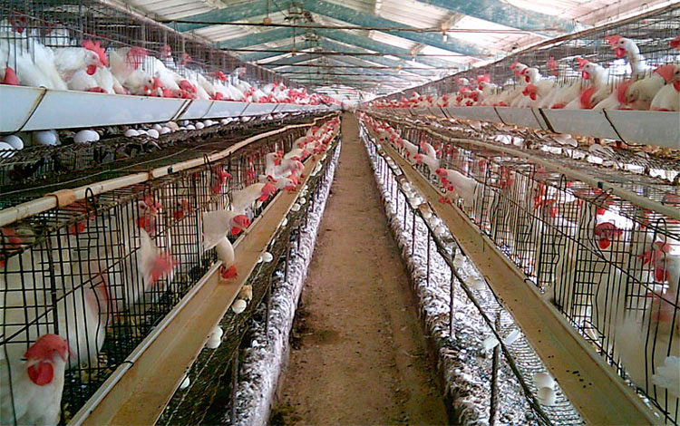 A partir del estricto cumplimiento de las normas higiénico-sanitarias y de bioseguridad, así como de vigilancia epidemiológica, los trabajadores de la instalación están comprometidos en rebasar el plan de producción con la entrega de otros 5 millones 537 mil huevos. (Foto: Luis Machado Ordetx). A partir del estricto cumplimiento de las normas higiénico-sanitarias y de bioseguridad, así como de vigilancia epidemiológica, los trabajadores de la instalación están comprometidos en rebasar el plan de producción con la entrega de otros 5 millones 537 mil huevos. (Foto: Luis Machado Ordetx).