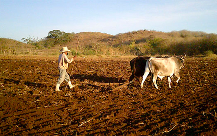El empleo de bueyes en pequeñas parcelas es una garantía en siembras y atenciones culturales a los cultivos. (Foto: Luis Machado Ordetx).