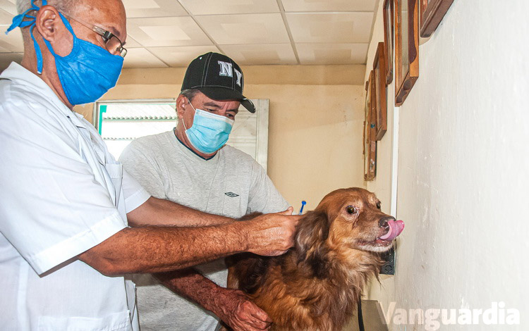 Aplican inyección a un perro.