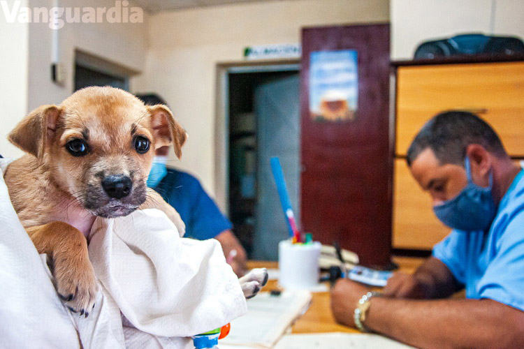 Perrito en clínica veterinaria.