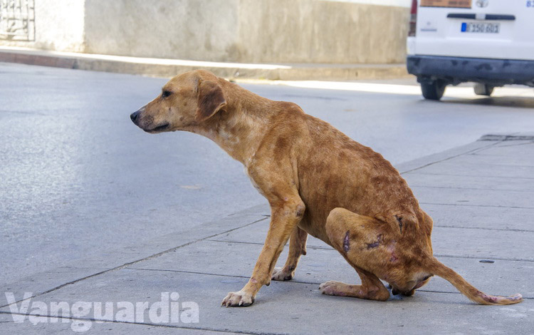 Perro callejero enfermo en Santa Clara, Cuba.