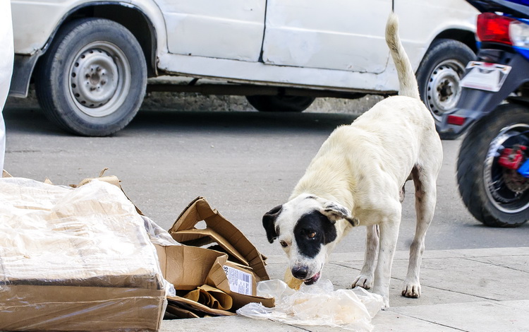 Perro callejero busca comida en la basura.