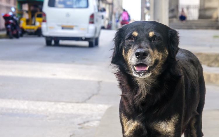 Perro callejero en Santa Clara.