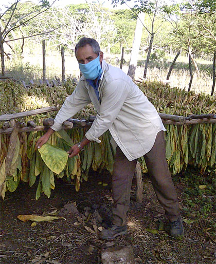 Yalexis Chaviano Reyes trabaja para elevar la calidad de la hoja del tabaco. Yalexis Chaviano Reyes trabaja para elevar la calidad de la hoja del tabaco.