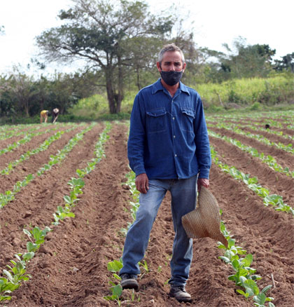 Yalexis Chaviano Reyes en campo sembrado de tabaco. Yalexis Chaviano Reyes en campo sembrado de tabaco.