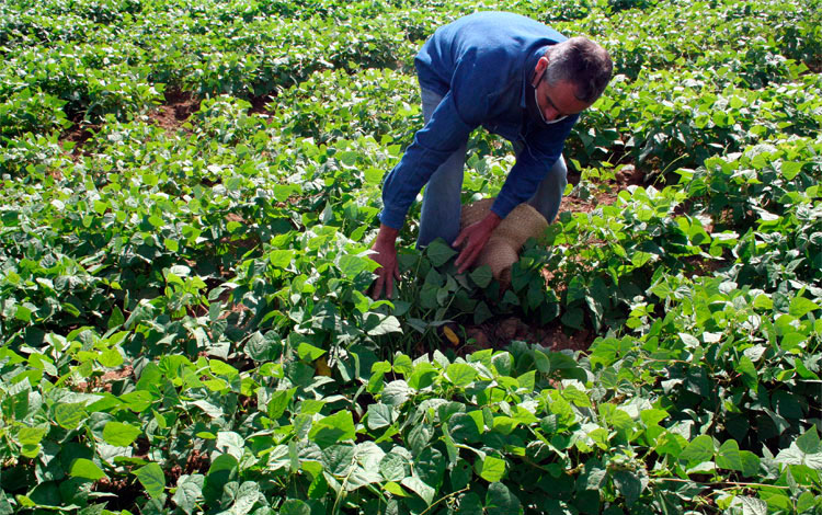 Yalexis Chaviano Reyes, tabacalero que también prioriza los cultivos varios. Yalexis Chaviano Reyes, tabacalero que también prioriza los cultivos varios.