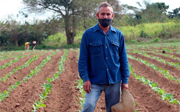 Yalexis Chaviano Reyes en un sembrado de tabaco.