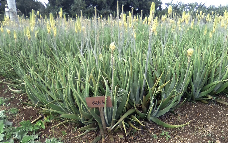 Finca de plantas medicinales en el Consejo Popular Unidad Proletaria, de Cifuentes, Villa Clara. Finca de plantas medicinales en el Consejo Popular Unidad Proletaria, de Cifuentes, Villa Clara.