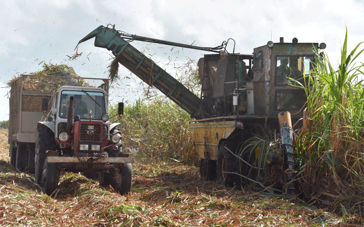 Disminuir los í­ndices de materias extrañas que arriban a los basculadores, y aumentar los volúmenes de las molidas, constituye una urgencia para incrementar la eficiencia fabril. (Foto: Luis Machado Ordetx). 