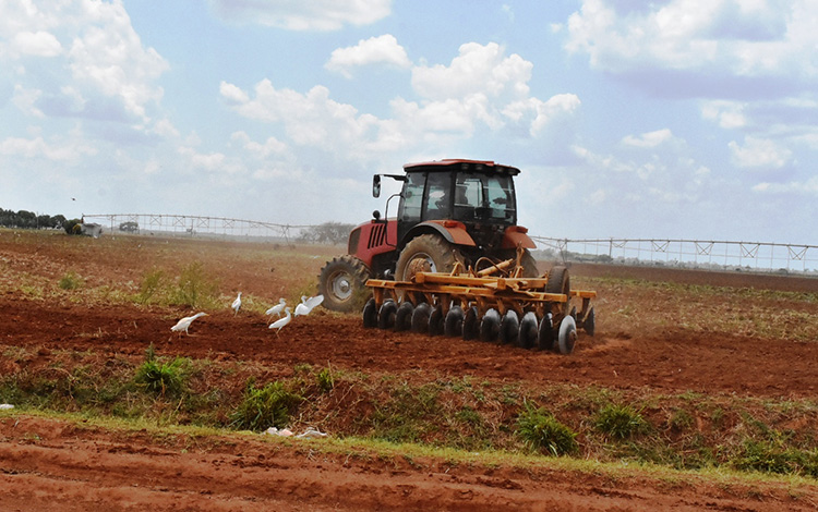 Preparación de tierras en el Yabú, Santa Clara.