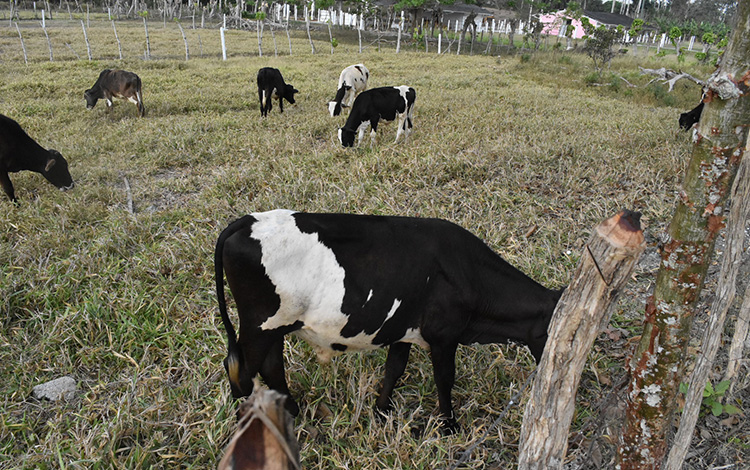 Vaquerí­a Niña Bonita.