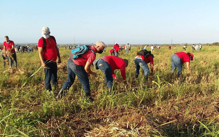 Trabajo volunta en el Valle del Yabú Trabajo volunta en el Valle del Yabú
