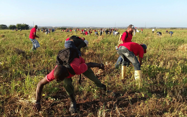 Jornada de trabajo voluntario en saludo al 1 de mayo en el  la Empresa Agropecuaria Valle del Yabú.(Foto: Tomada del perfil de Facebook de Dairon Pérez Urbano)
