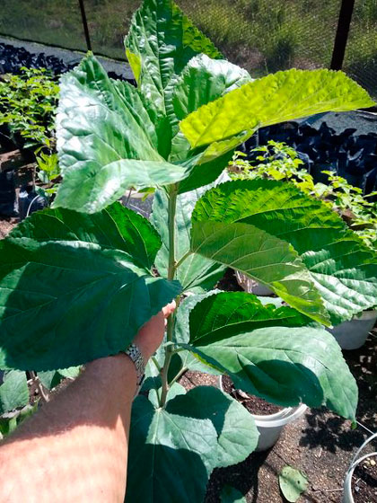 Planta de morera. Planta de morera.