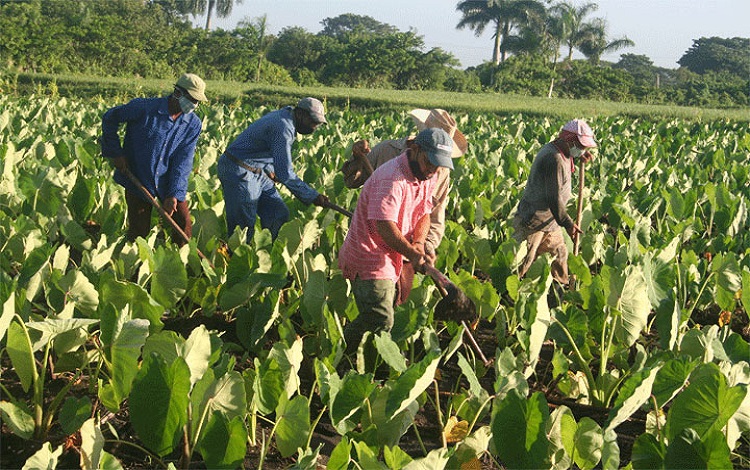 Cultivo de malanga en Villa Clara, Cuba.