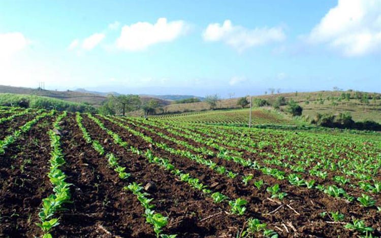 Campo sembrado de tabaco.