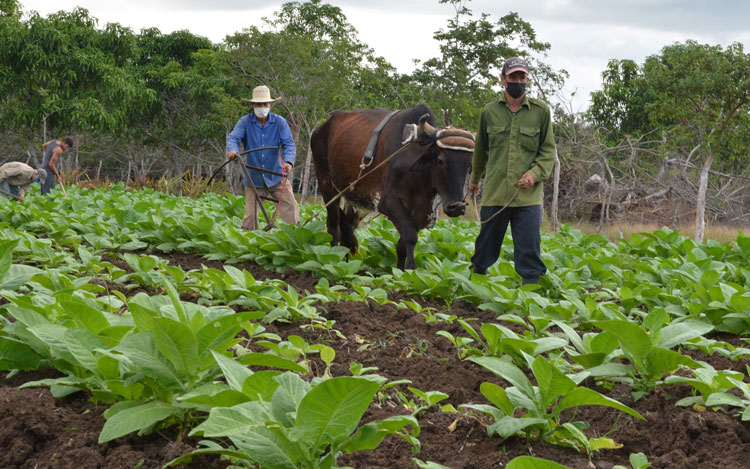 Vanguardia - Villa Clara - Cuba