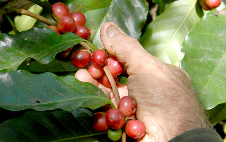 Cosecha de café en Villa Clara, Cuba.