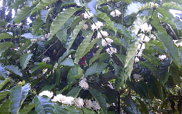 Floración de cafetos en Villa Clara, Cuba.