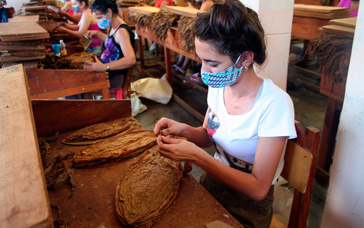 Escogida de tabaco en Villa Clara.