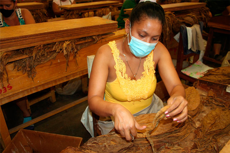 Escogida de tabaco en Villa Clara