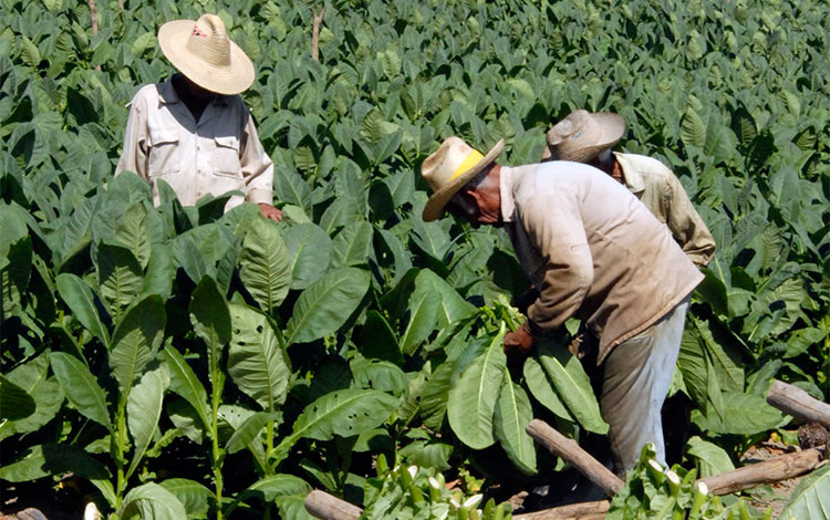 Vega en Villa Clara,