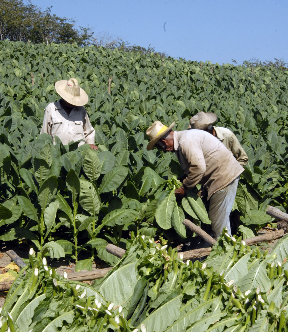 Vegueros en la recolección de tabaco.