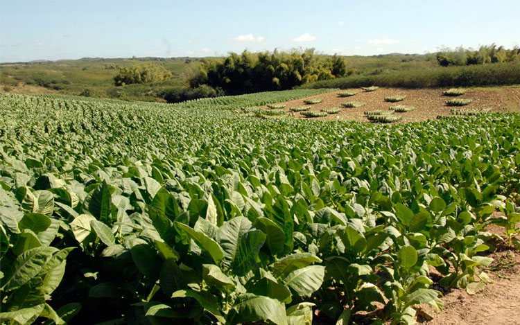 Producir y comercializar en la pre industria unas 1768,3 toneladas de rama de tabaco sol en palo representa uno de los compromisos fundamentales de los vegueros villaclareños. (Foto: Luis Machado Ordetx)