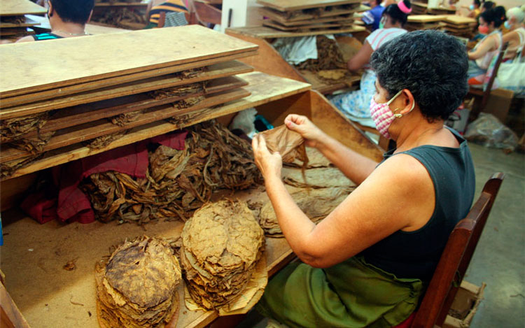 La selección y beneficio de tripas y capotes de tabaco procedentes del cultivo sol el palo tienen en el personal femenino un puntal de la producción. (Foto: Luis Machado  Ordetx)