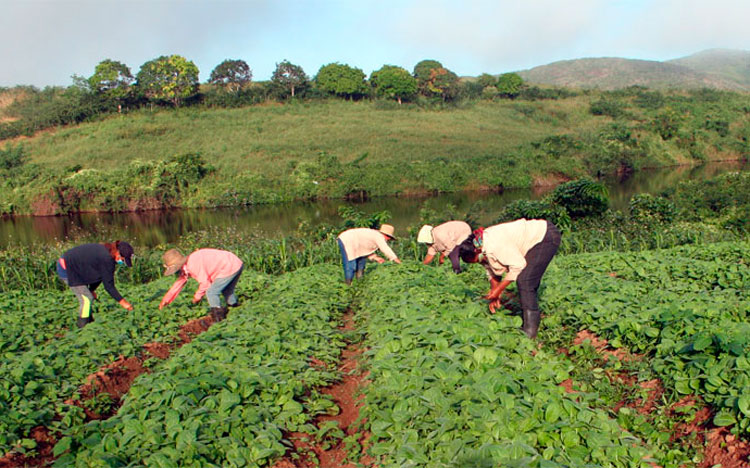 Semilleros tradicionales, y los tecnificados, contribuyeron a solvencia de posturas durante el periodo de siembra. (Foto: Luis Machado Ordetx)