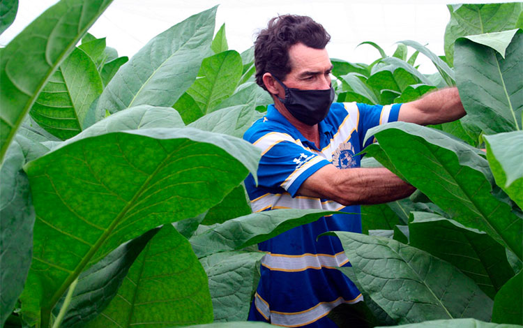 Campesino Elier González Oropesa brinda atenciones culturales a las plantaciones de tabaco.