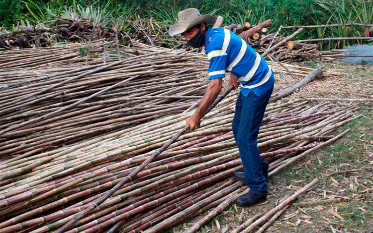 Caña de Castilla, empleada como cujes para el ensarte de tabaco en la finca del campesino Elier González Oropesa, de Cifuentes.