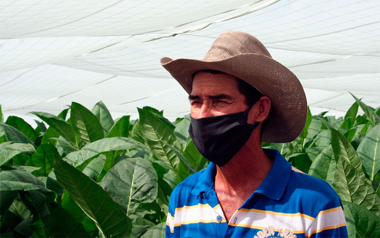 Elier González Oropesa, campesino de Cifuentes, cosechero de tabaco.