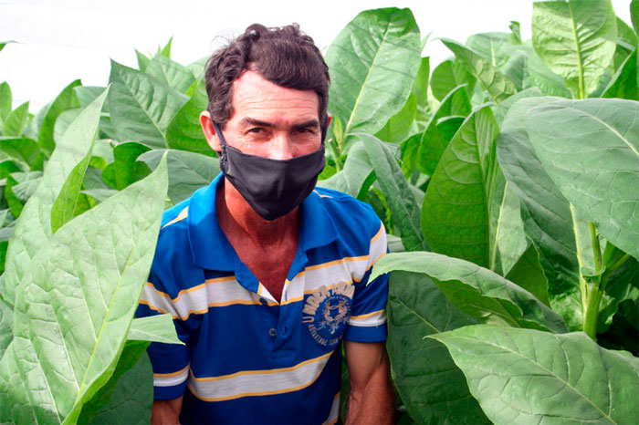 Elier González Oropesa en una de sus plantaciones de tabaco.