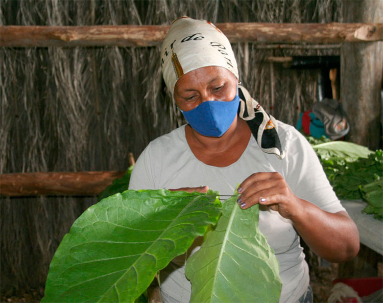 Trabajadora ensarta tabaco en el finca de Elier González Oropesa, en Cifuentes, Villa Clara.