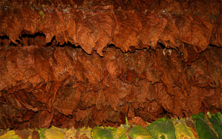 Aposentos de tabaco en la finca del productor Elier González Oropesa, en Cifuentes, Villa Clara.