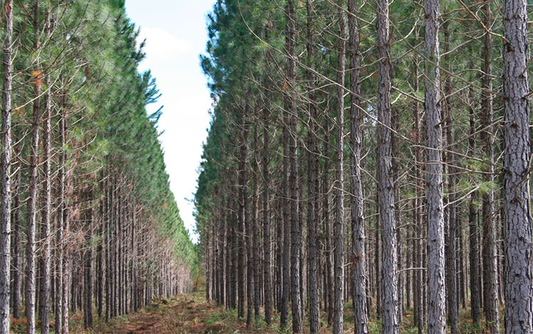 Bosque en Villa Clara.