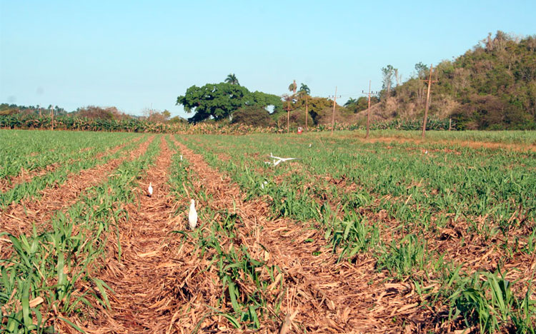 ubrir el fondo de tierra para la explotación cañera e incrementar los rendimientos devienen una prioridad en Remedos. (Foto: Luis Machado Ordetx)